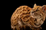 Em 2017, eles adotaram um "gato estranho" e descobriram depois que era uma nova esp&eacute;cie felina