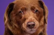 Bobi viveu 31 anos e foi o c&atilde;o mais velho do mundo, mas seu recorde virou alvo de pol&ecirc;mica