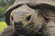 Animal terrestre de 194 anos pode ajudar a desvendar o segredo do envelhecimento