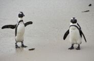 Ant&aacute;rtida procura funcion&aacute;rios para contar pinguins e oferece sal&aacute;rio de 2.500 euros por 6 meses