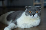 Pa&iacute;ses mais felizes t&ecirc;m uma curiosa liga&ccedil;&atilde;o com gatos, aponta an&aacute;lise de 93 na&ccedil;&otilde;es