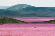 Ap&oacute;s chuva at&iacute;pica, deserto mais seco do mundo ganha tapete de flores de 17 mil km² com 200 esp