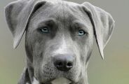 C&atilde;es n&atilde;o conseguem distinguir pessoas boas de m&aacute;s, aponta estudo cient&iacute;fico