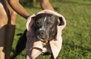 Pele de pet; dias chuvosos cobram rotina de cuidados extras