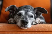 Conhe&ccedil;a os sinais da fase s&ecirc;nior dos c&atilde;es