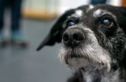 Mudan&ccedil;as na pele e nos pelos est&atilde;o entre primeiros sinais de envelhecimento nos pets