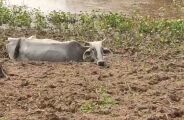 Justi&ccedil;a leiloa 18 mil ha de fazendeiro que deixou gado morrer de fome