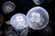 Cientistas descobrem &aacute;gua-viva que desafia o tempo ao reverter pr&oacute;prio envelhecimento