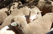 Fazenda na Argentina trocou 3.500 ovelhas por uma reserva com mais de 3.000 guanacos