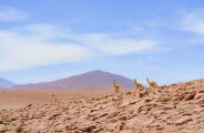 J&aacute; foi um dos maiores lagos do mundo, mas hoje se transformou em um deserto