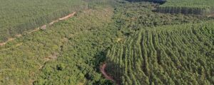 Mato Grosso do Sul tem 597 mil hectares sem dono declarado, aponta relat&oacute;rio