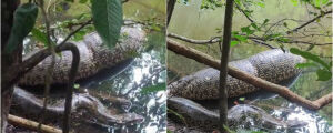 Guia registra encontro com sucuri, a gigante do Pantanal de MS; veja o video