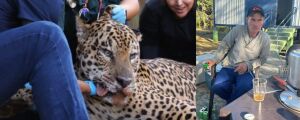 Onça que matou caseiro no Pantanal ganha novo lar em SP
