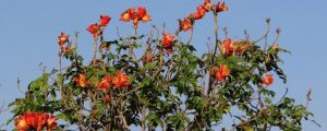 Depois da murta, MS quer dar fim a planta letal para abelhas e beija-flores
