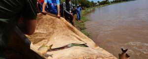Prefeitura p&otilde;e 3 toneladas de peixes em lago e garante almo&ccedil;o de P&aacute;scoa em MS