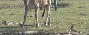 Gado &eacute; abandonado em fazenda piv&ocirc; da Ultima Ratio