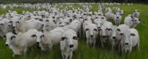 Cidade de MS tem o segundo maior rebanho bovino do Brasil, aponta IBGE