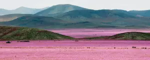 Ap&oacute;s chuva at&iacute;pica, deserto mais seco do mundo ganha tapete de flores de 17 mil km² com 200 esp