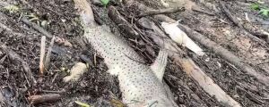 Ap&oacute;s cheia fora de &eacute;poca, Rio Miranda enfrenta decoada e registra peixes mortos