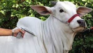 Mercado do boi gordo mant&eacute;m alta ap&oacute;s gado chin&ecirc;s contrair febre aftosa 