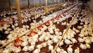 Mal&aacute;sia e M&eacute;xico restringem produtos av&iacute;colas de MS ap&oacute;s foco de Newcastle