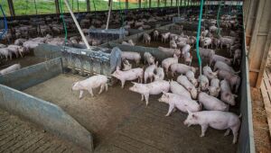 MS acelera produ&ccedil;&atilde;o de su&iacute;nos para ampliar as exporta&ccedil;&otilde;es