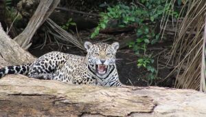 On&ccedil;a volta a atacar em Corumb&aacute; depois de matar cachorro h&aacute; 13 dias
