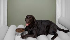 Pet B+: Sedentarismo e m&aacute; alimenta&ccedil;&atilde;o s&atilde;o as principais causas da obesidade entre os pets  