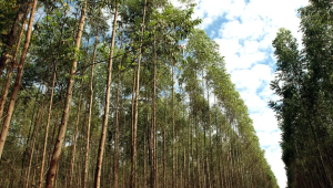 Mato Grosso do Sul: o vale da celulose no Brasil