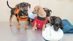 MS tem 14 mil animais no SinPatinhas, mas s&oacute; 10% t&ecirc;m microchip