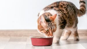 Pet B+: Gatos idosos precisam de atenção especial com a alimentação