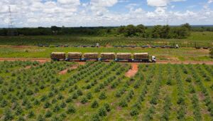 Megafabrica de celulose está mais perto do túnel de R$ 8 milhões para hexatrens