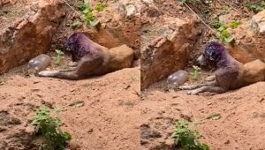 Mulher é presa no interior de MS por maus-tratos graves contra três cães; vídeo