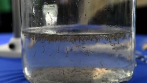 Chikungunya avan&ccedil;a em Mato Grosso do Sul e registra 22&ordf; morte em 2026
