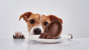 Pet B+: Você já sabe, mas não custa lembrar: na Páscoa, não dê chocolate para seu pet! 