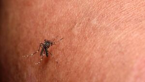 MS atinge segundo maior n&uacute;mero de &oacute;bitos por chikungunya em s&eacute;rie hist&oacute;rica