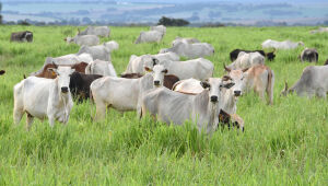 Com 4,7 milh&otilde;es de hectares de &aacute;reas degradadas pass&iacute;veis de recupera&ccedil;&atilde;o, MS &eacute; destaque nacional