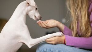 Pet B+: Pets enjoam da ração? Entenda os motivos do seu animal perder o interesse pelo alimento