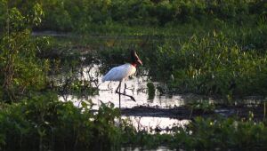 Fundo Pantanal indeniza desde banqueiro a gigante do Agro