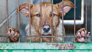 Pet B+: Dezembro verde: mês de combate ao abandono e maus-tratos de animais. Saiba como ajudar!