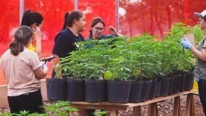 Antes mesmo da Anvisa aprovar, cannabis medicinal j&aacute; era realidade em MS