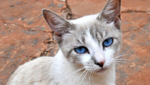 Agenda de castra&ccedil;&atilde;o reabre e tutores j&aacute; podem agendar procedimento