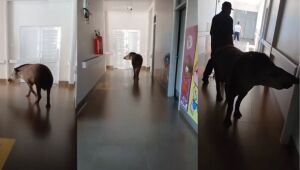 Anta &eacute; flagrada 'passeando' por corredores de hospital em MS