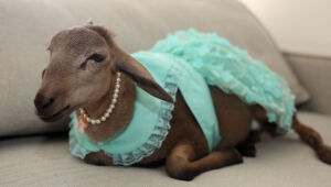 Ovelha pet tem vida de luxo com direito a bab&aacute;, vestidos e passeio no shopping