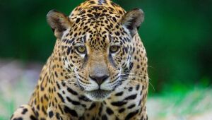 Entenda a import&acirc;ncia da COP15 ser no Pantanal de Mato Grosso do Sul