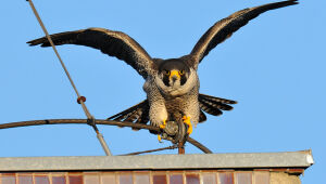 Observat&oacute;rio de aves, Campo Grande abriga falc&atilde;o que voa a 320km/h