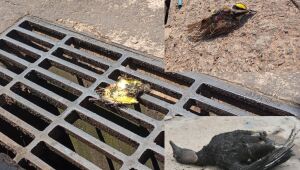 Mortandade de p&aacute;ssaros em esquina do centro traz d&uacute;vidas sobre isolamento na rede el&eacute;trica