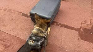 Jovem &eacute; presa com 15 kg de skunk em &ocirc;nibus na BR-262, em Corumb&aacute;