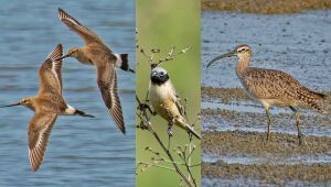 Veja as tr&ecirc;s aves que passam pelo Pantanal inclu&iacute;das em anexos da COP15