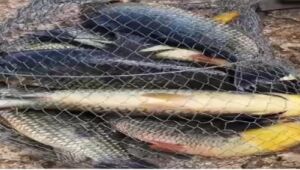 Homem que postava v&iacute;deos de pesca no TikTok vira alvo de inqu&eacute;rito